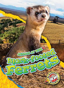 Cover Art for Black-footed Ferrets