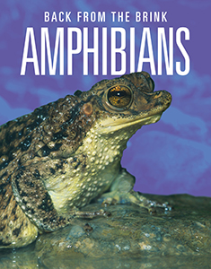 Cover Art for Amphibians: Back from the Brink