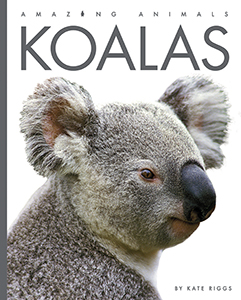 Cover Art for Koalas
