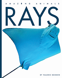 Cover Art for Rays