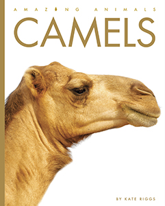 Cover Art for Camels