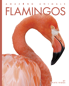 Cover Art for Flamingos