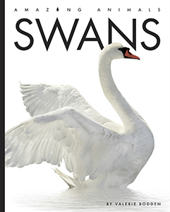 Cover Art for Swans