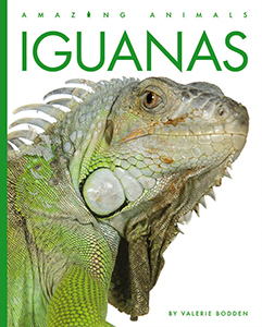 Cover Art for Iguanas