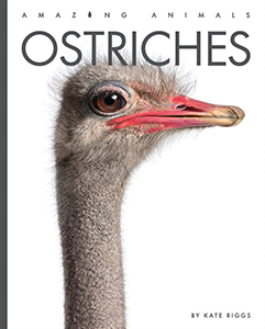 Cover Art for Ostriches