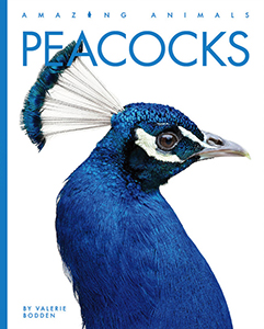 Cover Art for Peacocks