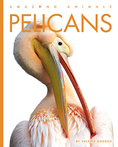 Cover Art for Pelicans