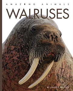 Cover Art for Walruses