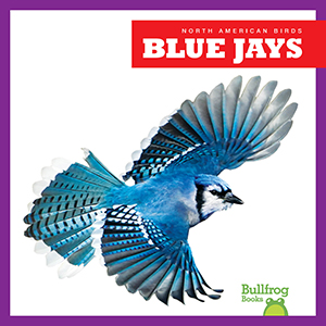 Cover Art for Blue Jays