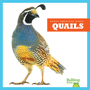 Cover Art for Quails