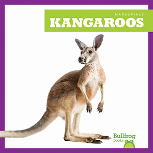 Cover Art for Kangaroos