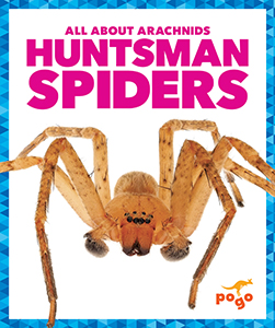 Cover Art for Huntsman Spiders