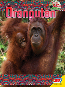Cover Art for Orangutan